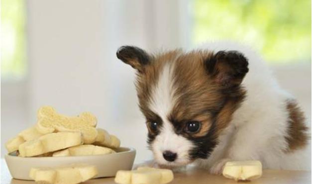 狗为啥喜欢吃肉 eebb92ffc07b480f87c1a91f8f5d52a6.jpeg