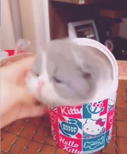 动画片|小奶猫被关在盒子中，主人稍微一斜，小家伙倒出来的表情萌翻了！