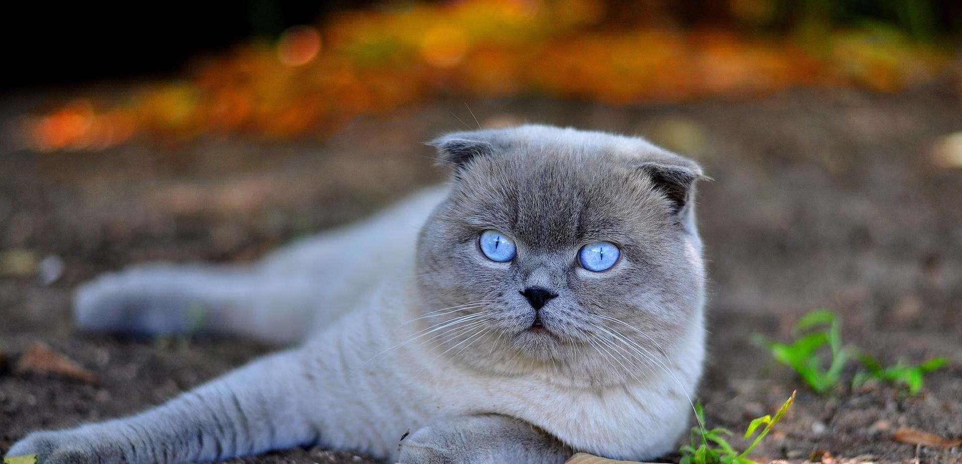 猫咪|盘点五种适合老年人养的猫咪，余生请和它们一起过吧！