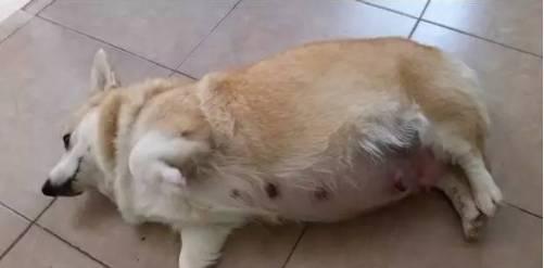 成功|柯基怀孕数月后被带去检查，医生的话让铲屎官哭笑不得！