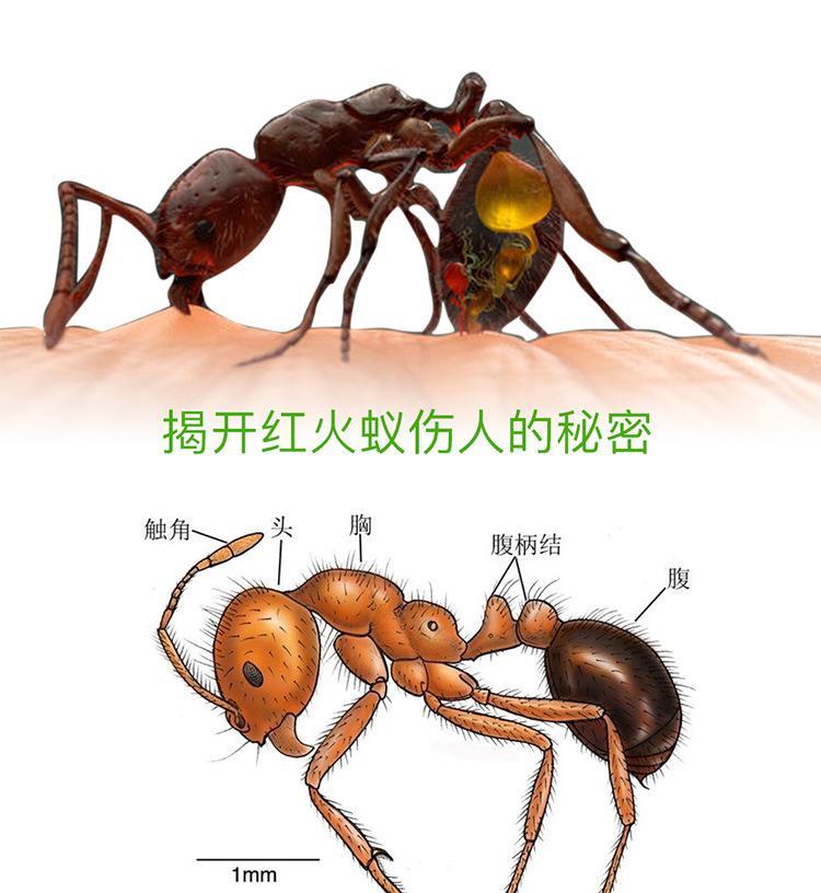 蚂蚁是怎么搭_蚂蚁怎么画(2)