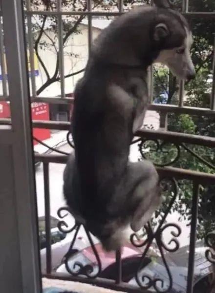 单子|到底是什么大单子，竟然惊动老板亲自出马？狗狗：请叫我董事长！