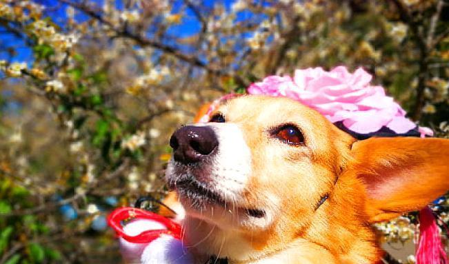 大好河山|还在质疑柯基只是笨吗？柯基犬完美驾驭各种风格