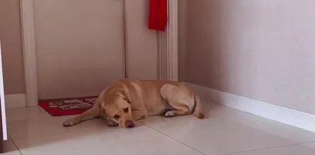 分离焦虑症 狗狗太黏人 主人一离开它就叫怎么办 元元