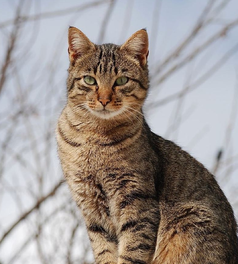 才会|跟猫咪培养感情并不简单，掌握这五个技巧就能得到喵星人的信任