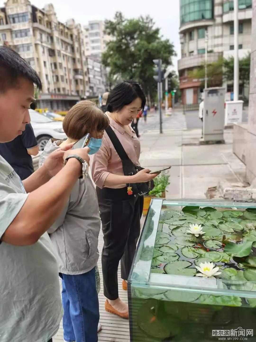 交口|哈市街头睡莲“苏醒”，就在家门口！