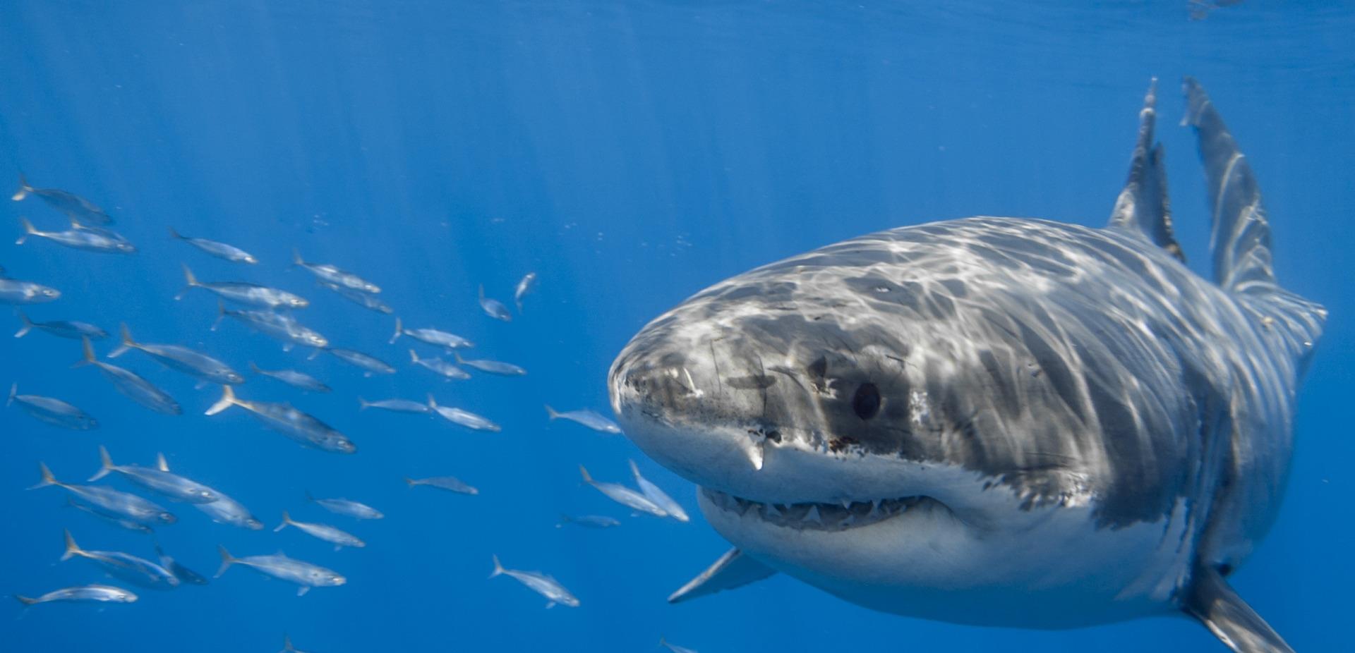 活过5亿年的鲨鱼,为什么如今却需要保护 人类又干了什么