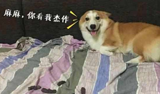 妹纸|合租的妹子说柯基腿短，不可能爬太高，然而她太低估柯基的能力了