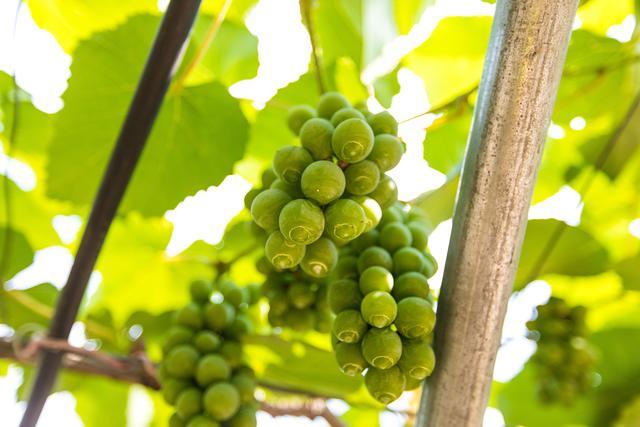 庄园|广东省首家按照全球顶级酒庄标准打造的庄园,广州自驾3h就可抵达