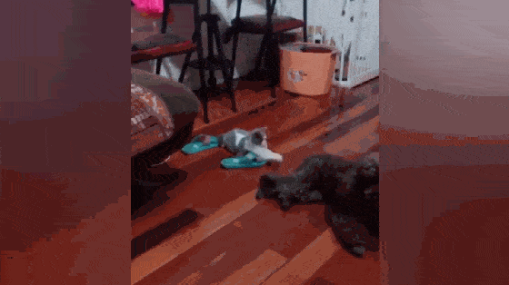 因为|贵宾用尾巴逗猫咪，柯基却因为没有尾巴被猫冷落，柯基：好难过…