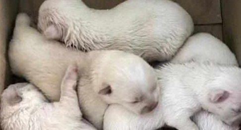 箱子|买早餐时发现个纸箱,往里瞅一眼后,女孩回去的路上越想越心疼