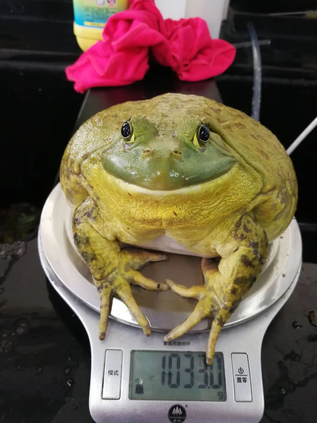 液氮牛蛙是否会成为下一个餐饮风口?
