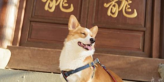 小狐狸|柯基这么优秀，难怪越来越多人养