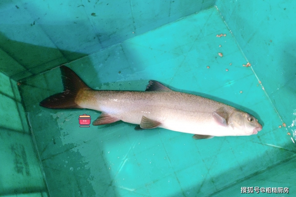 夏天雅安鱼正肥,价格不菲也要尝一尝,鱼肉火锅味道鲜,自带防伪_宝剑