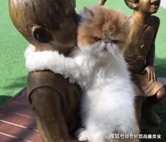 猫咪|加菲猫来公园玩耍，经过一铜像它的反应出乎意料，主人：好尴尬！