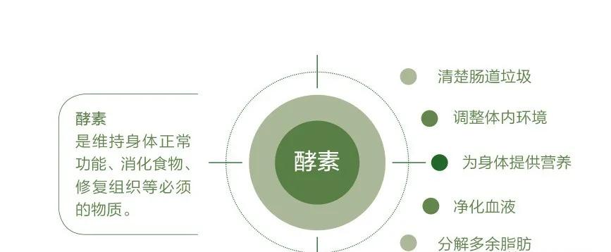 诺贝酵源 酵素 酵素 "10大分工" 不可不知!_人体