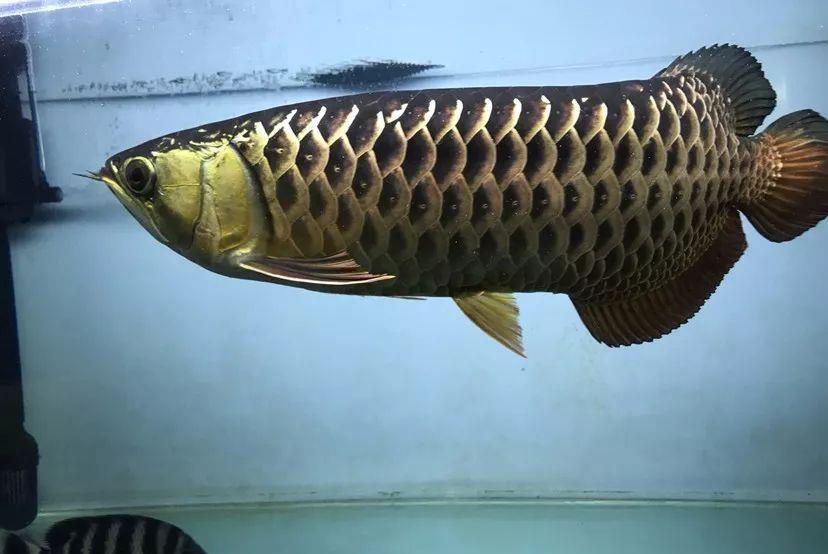 鱼多久会发色 1d45ade1f0e34ccaaa6acb450d3d5766.jpeg