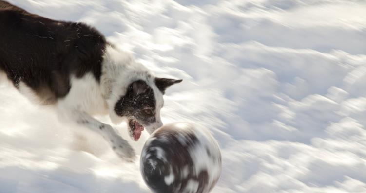 雪地|千万不要在下雪时带狗子出去玩，铲屎官：被自家狗子“蠢哭”了