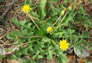 婆婆丁的功效 27acf24a5307423daed93e6e0f482d24.jpeg