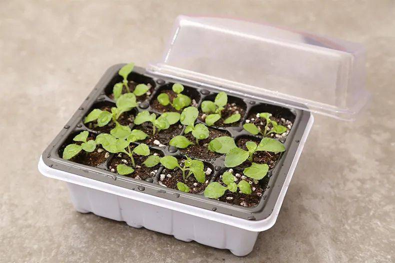 育苗盘使用方法用育秧盘时,先在洞口内放土,土壤可以和适量基肥混和