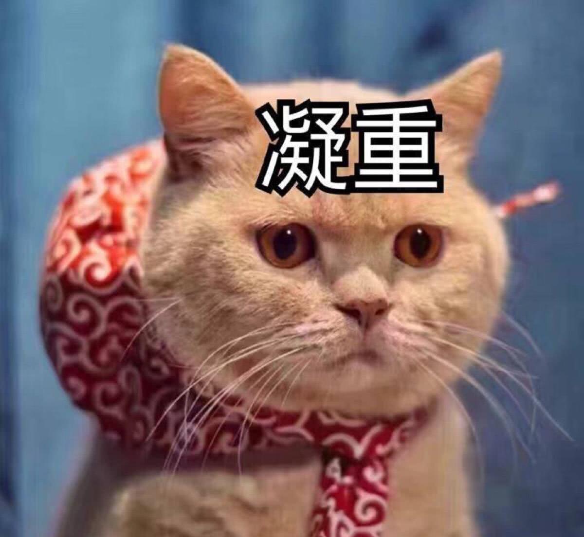 因为|橘猫的“宝贝”不翼而飞，当看到它“凝重”的表情后，宠主无奈了