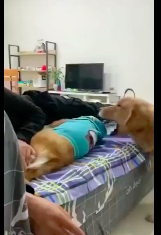 因为|柯基躺在主人的旁边，却被金毛给硬生生拽了下来，嫉妒心好强！