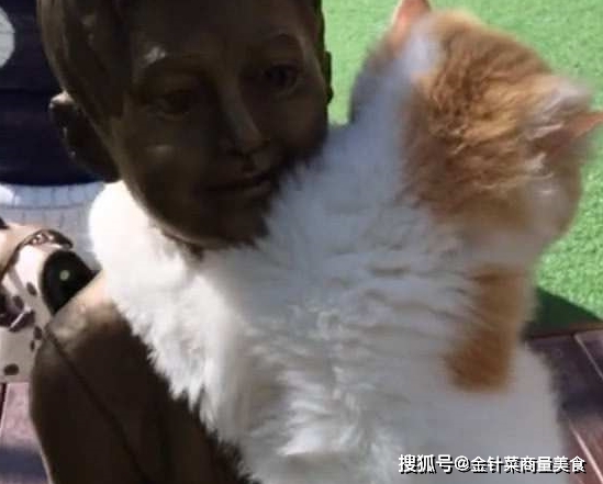 猫咪|加菲猫来公园玩耍，经过一铜像它的反应出乎意料，主人：好尴尬！