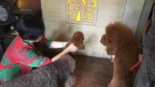 因为|可爱的小泰迪被大狗狗当成零食,真是有趣,爱不释手