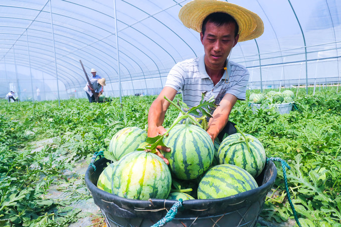 河南省信阳市光山县孙铁铺镇将楼村农民正在新发地西瓜种植基地收获