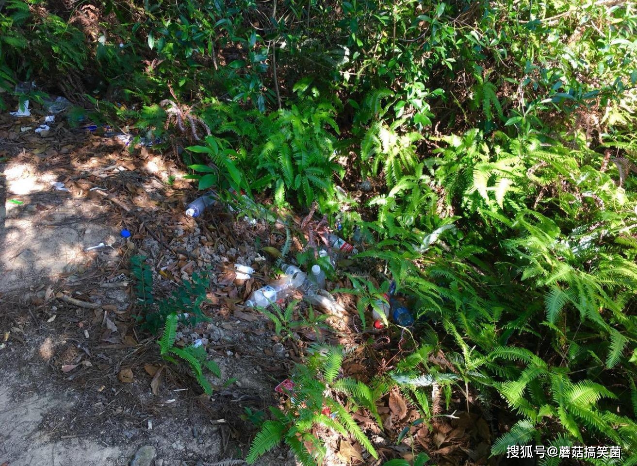 原创厦门4a景区山上成森林垃圾场垃圾满地登山游客是罪魁祸首