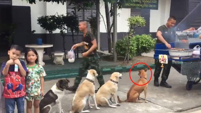 同伴|礼貌狗狗“天天排队”等吃烧烤,老板被萌到送肉肉:它们是招财汪