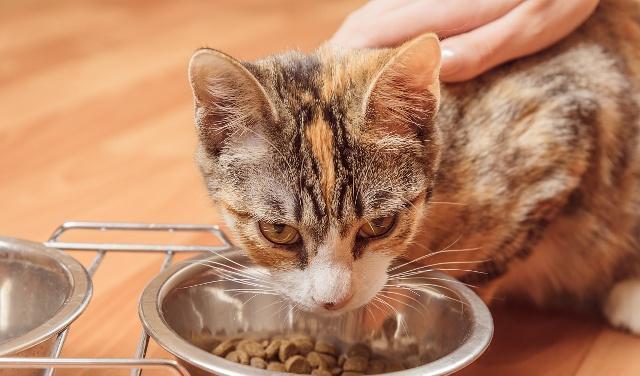 猫咪|猫咪突然食欲下降,不必太担心,可能是这四个情况引起的