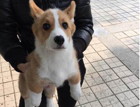 时间|柯基犬若有以下行为,说明它在守护你!