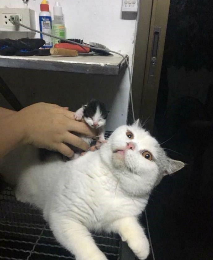 怎么养小猫崽 0ca2400f5f744e40b242ccec7ae982a2.jpeg