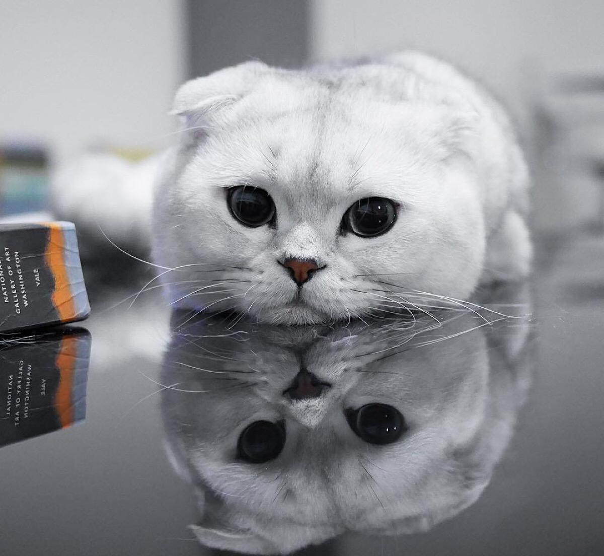 猫咪|六种高颜值适合家养的猫，你家猫又在列上吗