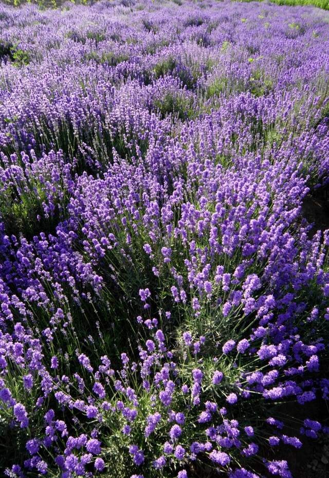 「霍城薰衣草」中国的普罗旺斯_紫色
