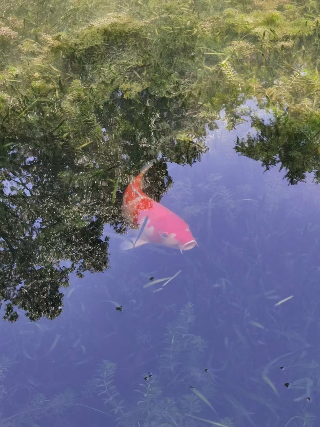 三界鱼(诗)_小池