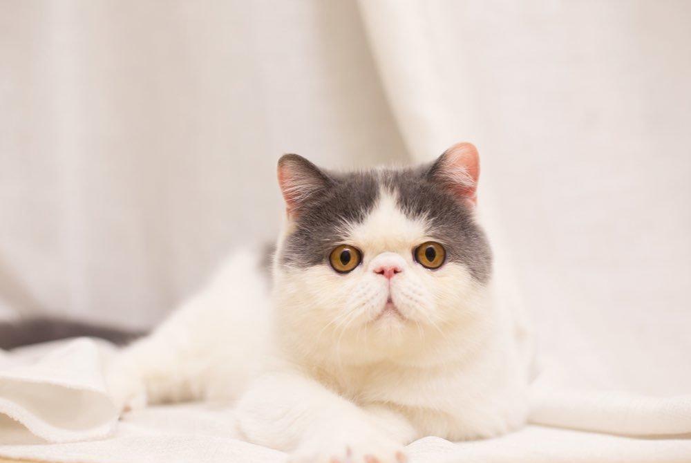 进行|猫咪总是软便怎么回事？