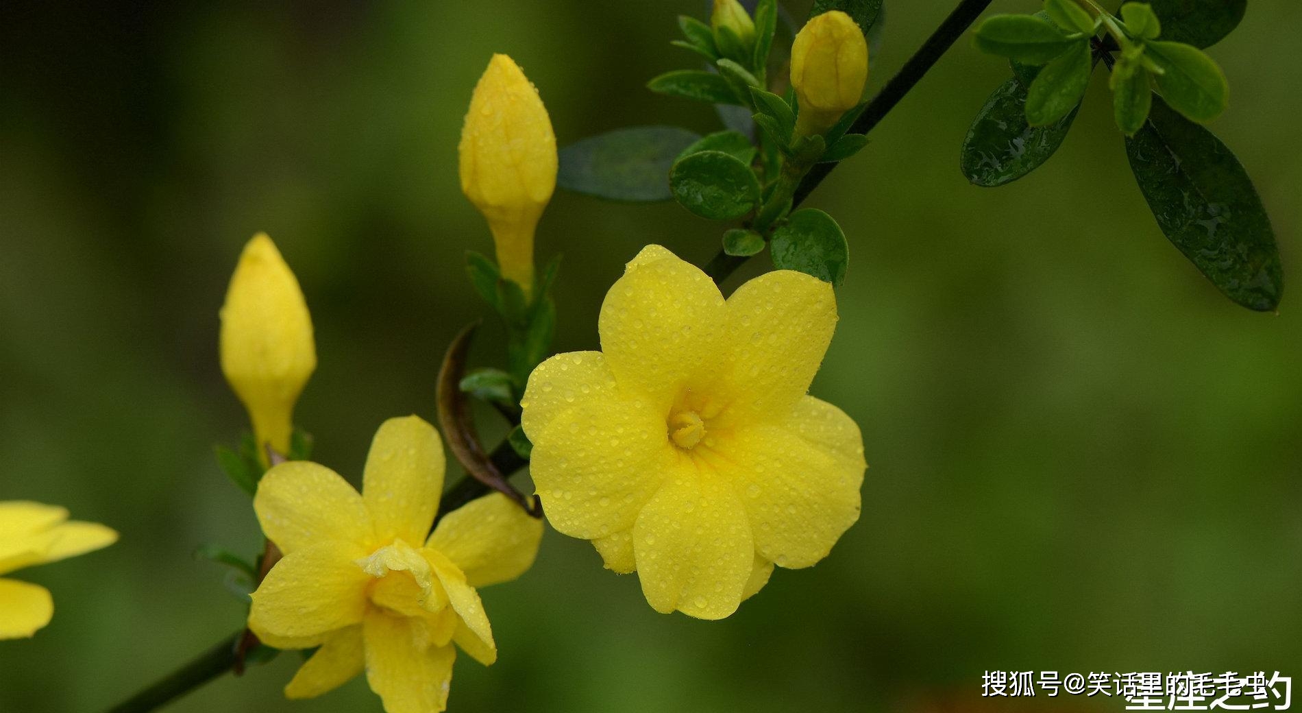 11月3日星座运势 注重细节 节节攀升的四大星座 思维