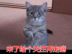 生命|柯基这几个“部位”不要乱打，关乎生命！