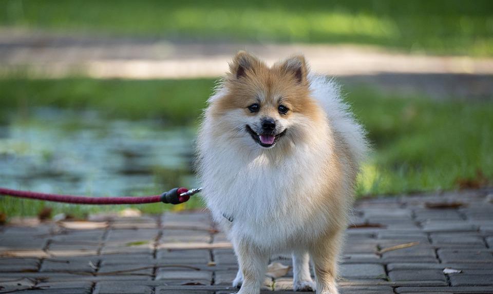 经济|有人为养狗而心疼,有人为养狗而破费,养狗到底不能省什么?