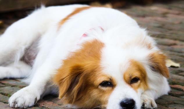 观点评论|狗狗有分离焦虑？掌握这3种方法，或许能让狗狗不再害怕！