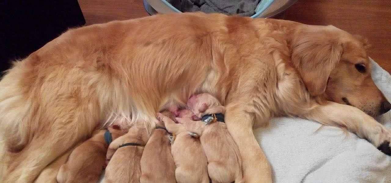 严重|兽医告诉你,什么样的养狗方式是在毁狗?