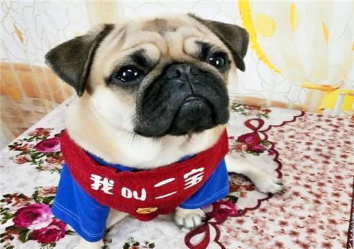 智商|巴哥生完5只宝宝以后，经常被它智商碾压，不是说好的一孕傻三年