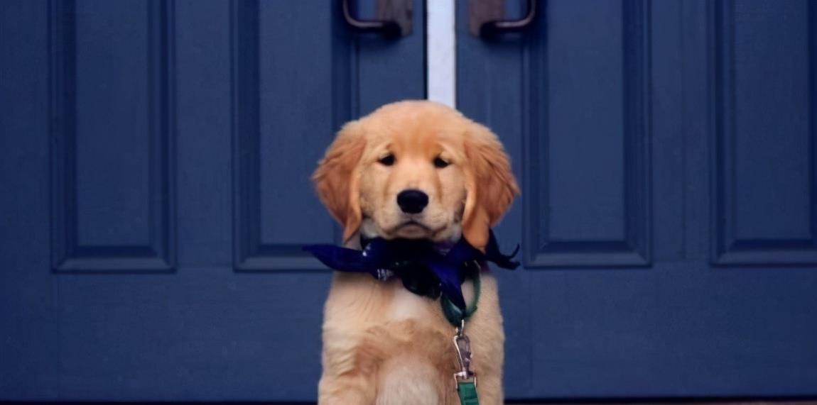 玩具|主人做完这几件事,狗狗“幸福指数”会蹭蹭蹭飙高