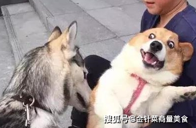 柯基怀|短腿柯基怀了二哈的宝宝，生下来主人笑哭了，二哈基因太强了吧