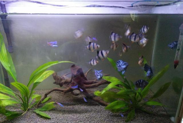 自己怎样做鱼缸全部过程 d7f3dae64c87401bb947d4405cba51b0.jpeg