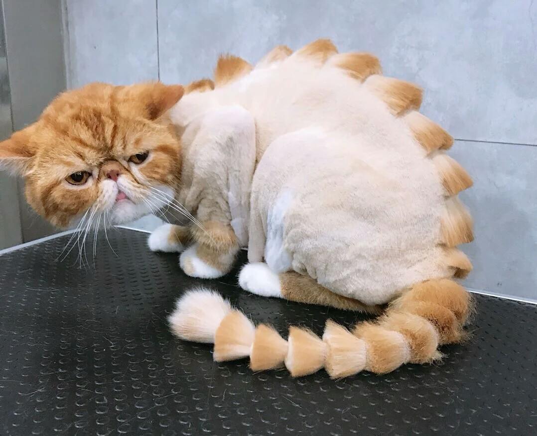 怎么看小猫是不是得抑郁症 d91d9df1e8574ccfae86fc586b9fd375.jpeg