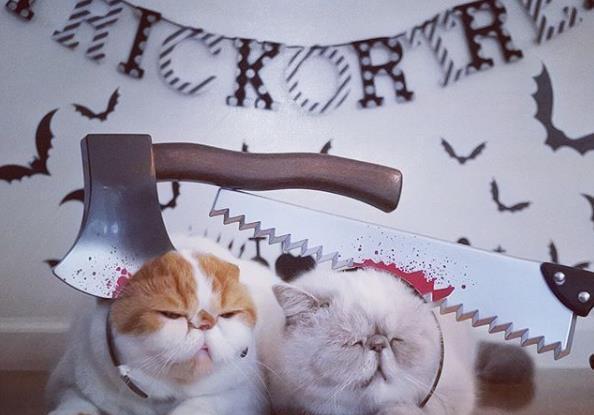 因为|日本两只加菲猫每天愁云满面，只因为主人胆大包天做出这种事