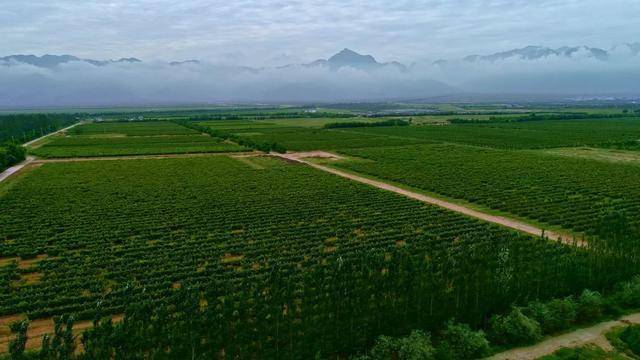 酿酒|聚焦丨宁夏国家葡萄及葡萄酒产业开放发展综合试验区“十问十答”